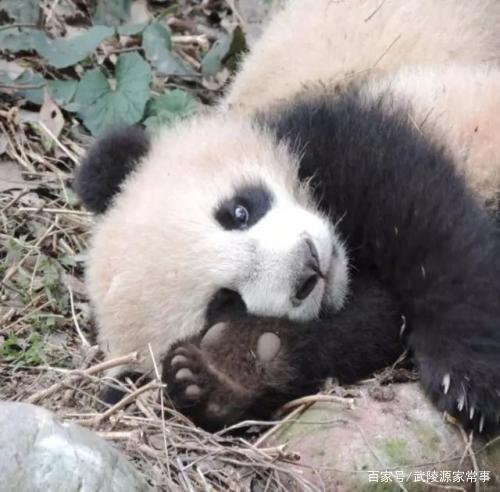 为什么大熊猫会有6根手指?