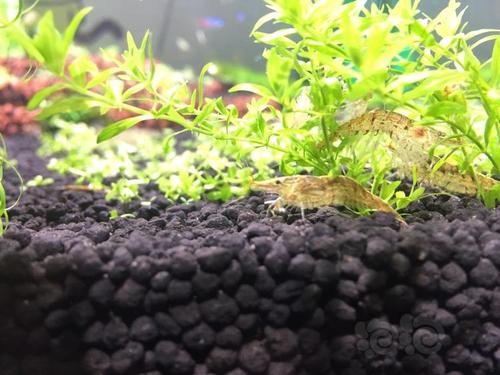 给帮忙看看是黑壳还是大眼贼