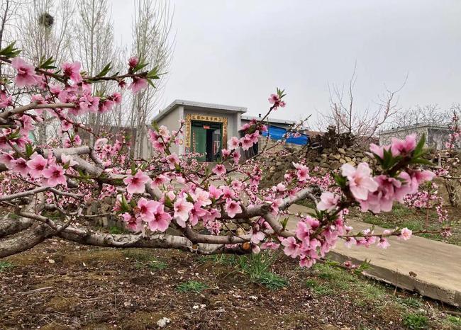 赏桃花,坐大席,看飞车……城前镇桃花会这样开|邹城市