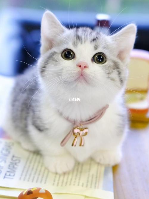 起司曼基康矮脚猫 曼赤肯短腿猫_矮脚猫_曼基康_曼基康矮脚猫_宠物_猫