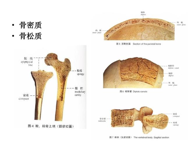 骨密质   骨松质