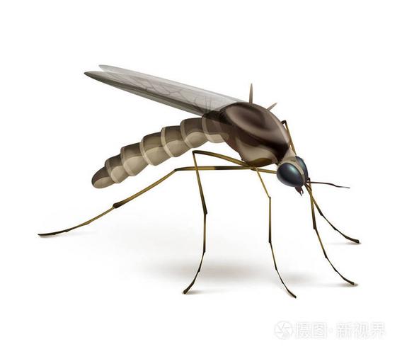 在白色背景上的蚊子