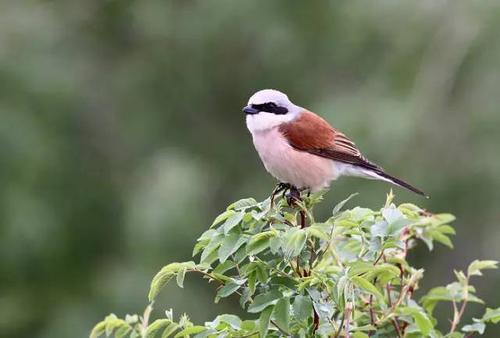 图文| 最详尽的新疆鸟种介绍,必须收藏!