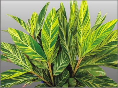 花叶姜的园林应用