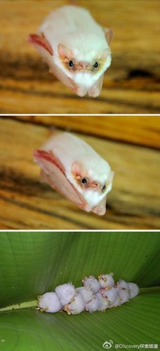 白天它们栖息在巨大的棕榈叶下,晚山东省蝙蝠品种鬼蝠的图片diclid