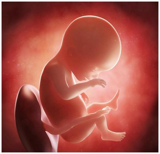 胎儿在妈妈肚子里面最害怕什么?