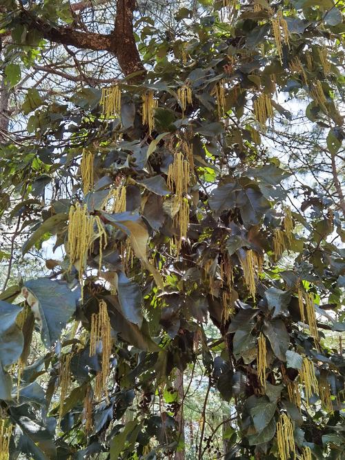 水冬瓜树开花了