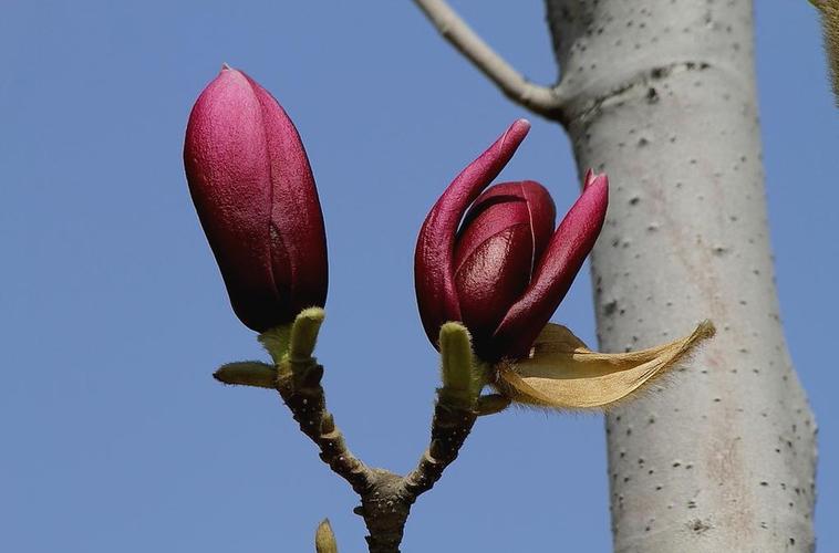 玉兰花