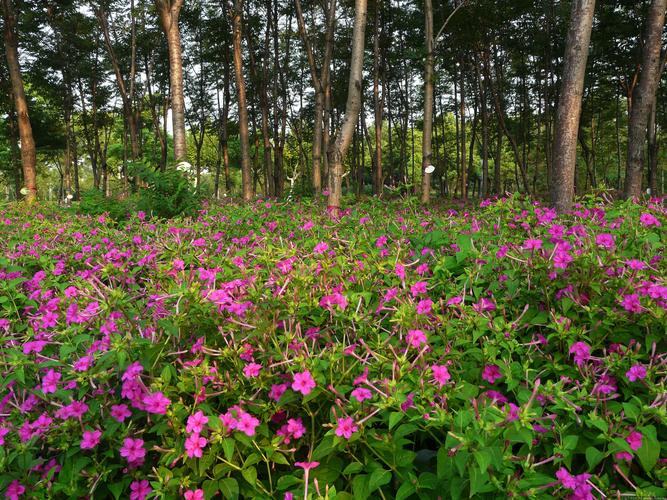 贝拉园艺 紫茉莉花种子 易种花种子 阳台庭院2克24粒