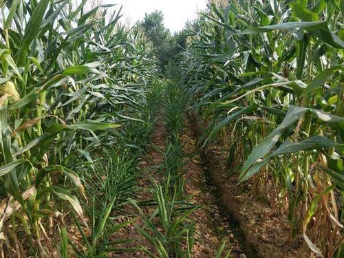 生姜幼苗,矮小黄弱,如何是好?