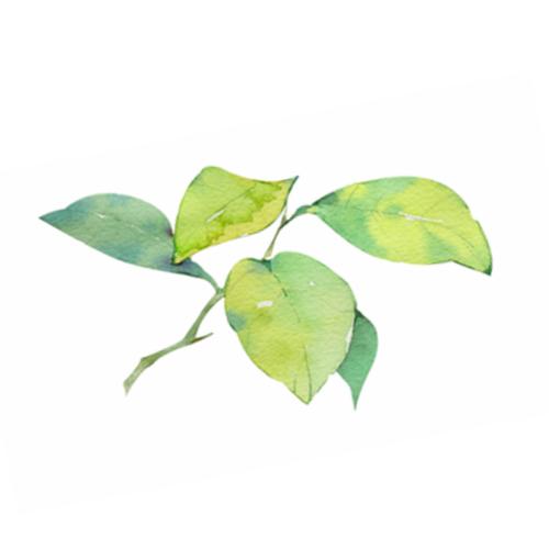 小清新 手绘 水彩 月季 树枝 花环 叶子 树叶 水彩 手绘 png