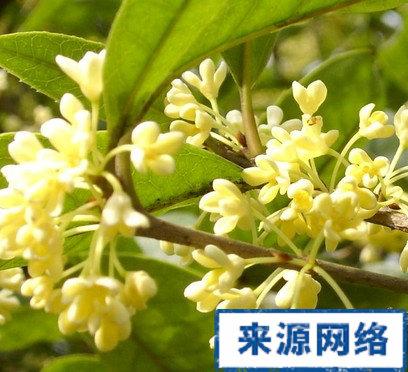 桂花子的功效与作用