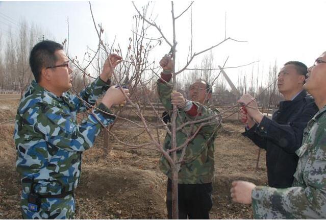 山楂整形修剪的技术方法