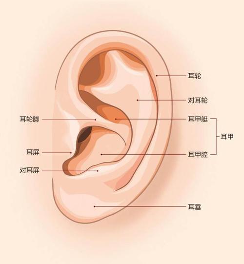 耳廓 追求音效,不忘初心