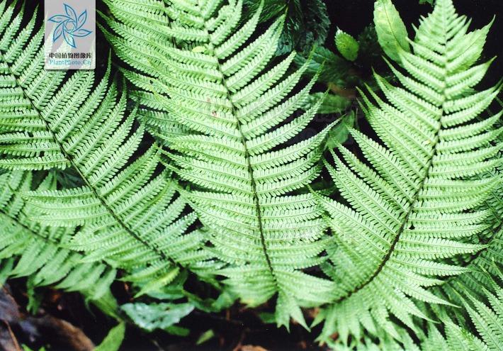 1965645" data-lemmaid="1965645">蹄盖蕨科 /a>短肠蕨属的一种植物