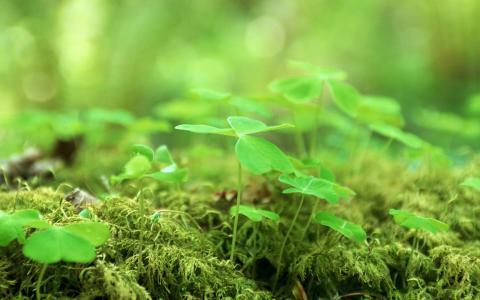 新生的绿色嫩芽