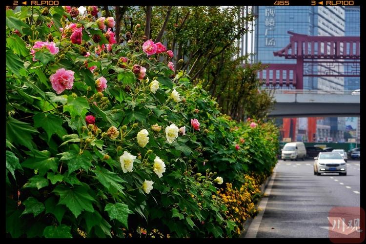 视频芙蓉盛放成都美醉了