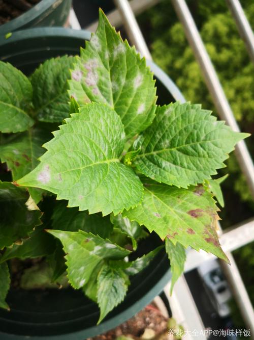 求助绣球花叶子出现黑斑