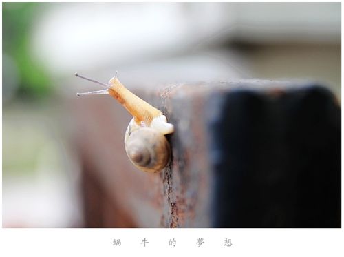 标题:蜗牛的梦想
