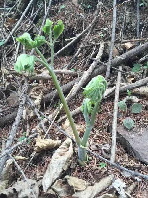 苦龙芽(老牛卡架)?