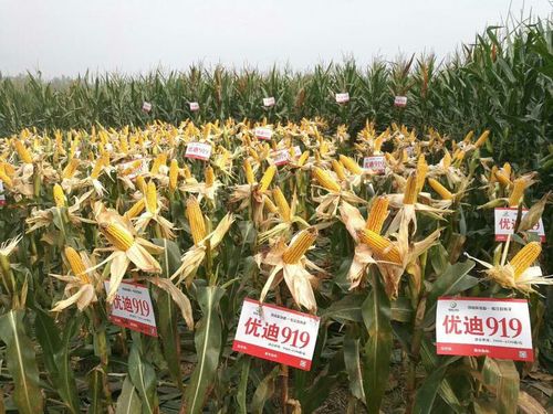 玉米新品种优迪919精美照片集锦!