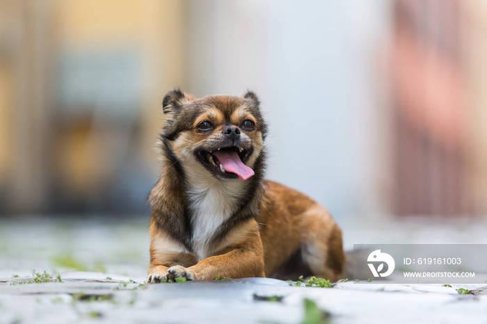 portrait of a pekinese-chihuahua hybrid dog