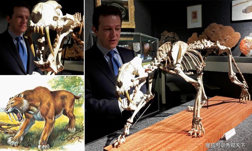 4000万年前剑齿虎骨架化石,以8万4350美元拍出