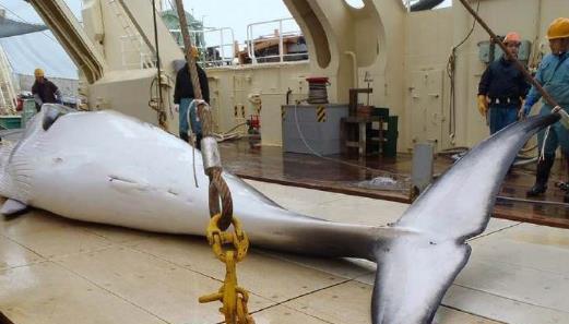 日本每年倒贴80亿捕杀鲸鱼,不是爱吃鲸鱼肉,背后暗藏天大阴谋
