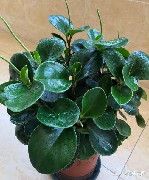 三,豆瓣绿