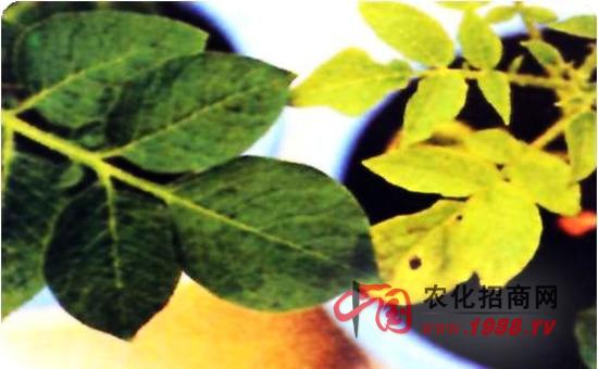 病虫害防治 金银花缺氮症 -> 金银花缺氮以后有什么症状?