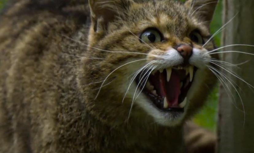 欧洲野猫】学名:felis silvestris 英文名:scottish wild cat  或称
