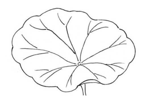 简单好看的荷叶植物简笔画 荷花