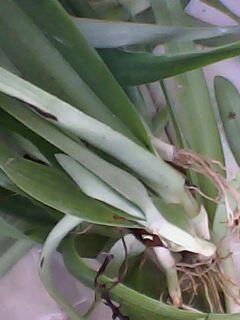 这是什么草,有什么功效?