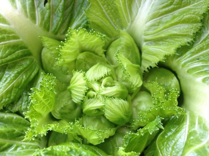 四川网红儿菜vs榨菜,原来它们是亲戚