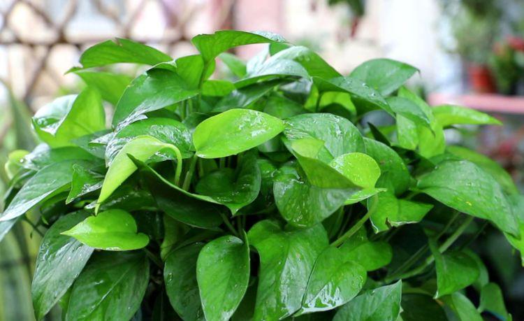 原创绿萝喜欢3种水实惠又省钱定期浇灌不黄叶长势旺盛