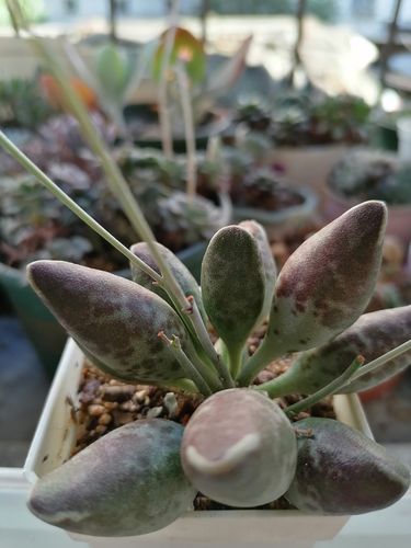 肉泡泡家的多肉水泡(一)