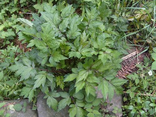 金鸡脚蕨 金鸡脚别名:鹅掌金星草,鸭脚草,鸭脚掌,鸭脚香,三角风,鸡脚