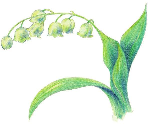 好看的铃兰水粉画怎么画