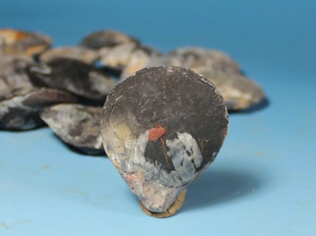 广西特色 布蛤丁 * 腕足类动物天然化石矿物晶体化石标本原石