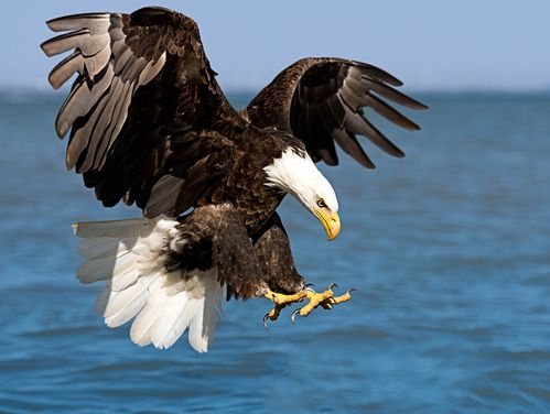 people desperately search for this eagle seen with a trap on its