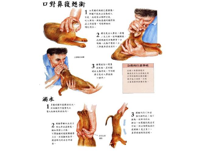 犬各器官解剖结构图 精ppt