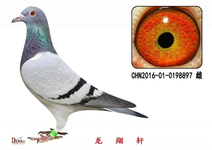 盖比.664-鲁迪"萨菲闪电号"_龙翔轩_ ag188.