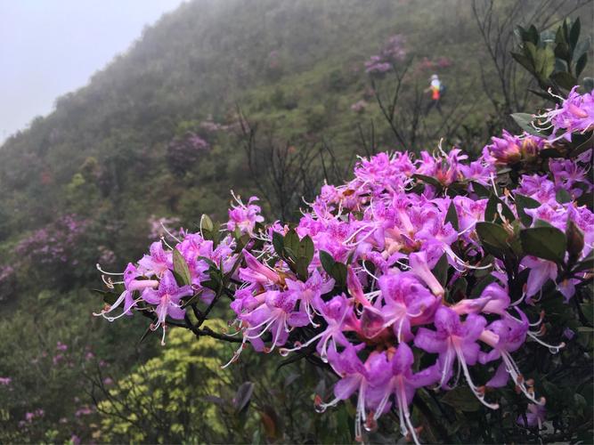 溪畔杜鹃花