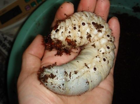 长戟大兜的幼虫是什么样子的?