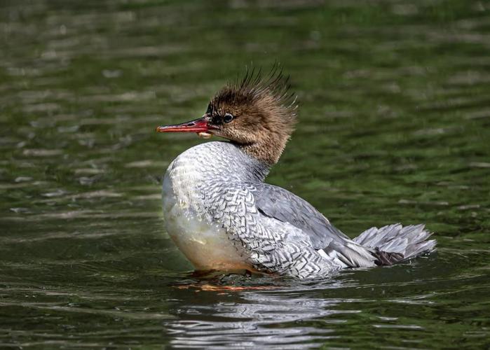 中华秋沙鸭:长白山下是我家