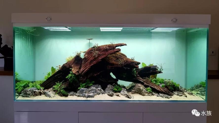 150的家居水景缸,两块沉木,效果不要太好!