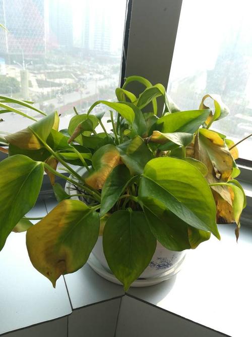 绿萝黄叶还有救吗?