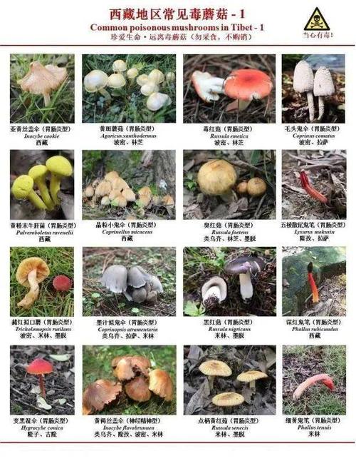 西藏常见毒蘑菇识别与中毒防治方法