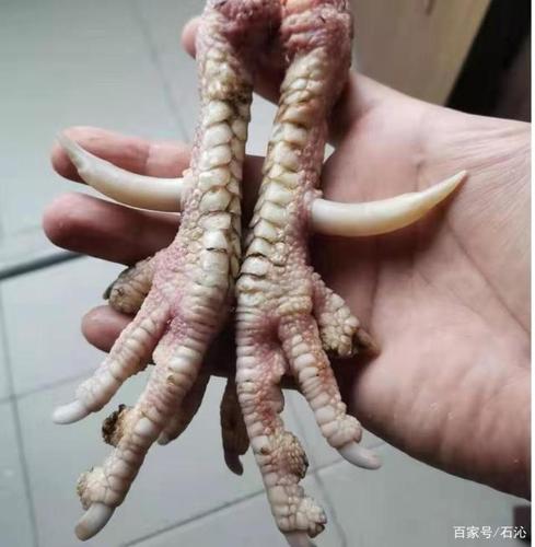 鲍鱼,橘子皮,鸡爪子,狼牙棒,文玩界还有什么是"盘"不得的?