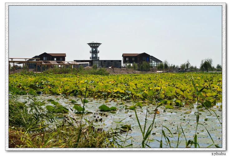 高邮界首芦苇荡湿地公园 - 最爱睿婕 - 爱的自留地